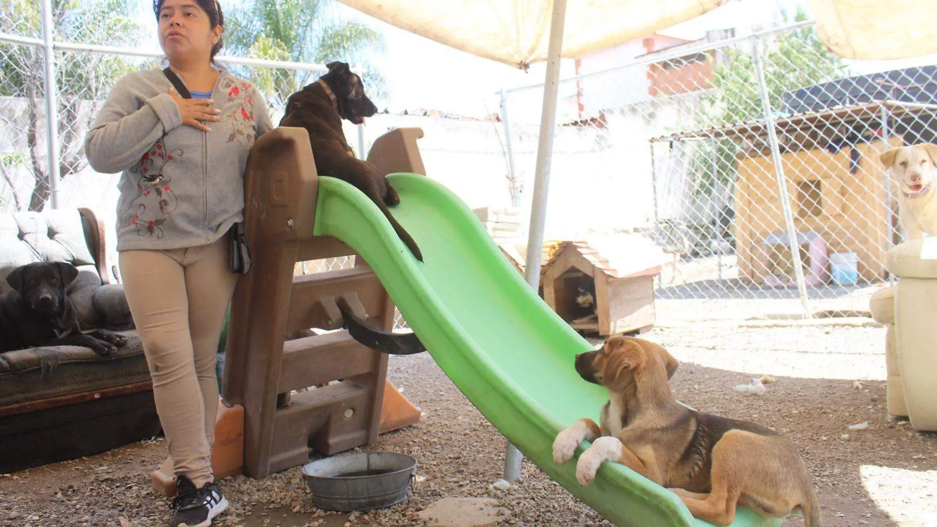 perritos en refugio de cholula